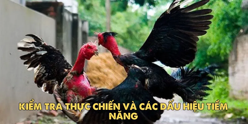 Cách chọn gà đá hay: Bí quyết dành cho sư kê chuyên nghiệp 4 Kiểm tra thực chiến và các dấu hiệu tiềm năng