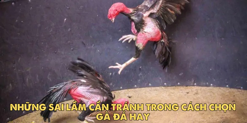 Cách chọn gà đá hay: Bí quyết dành cho sư kê chuyên nghiệp 5 Những sai lầm cần tránh trong cách chọn gà đá hay