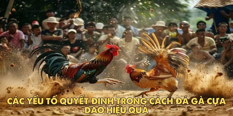 Tìm hiểu về cách đá gà cựa dao cho người mới bắt đầu tại EV88 2 Các yếu tố quyết định trong cách đá gà cựa dao hiệu quả
