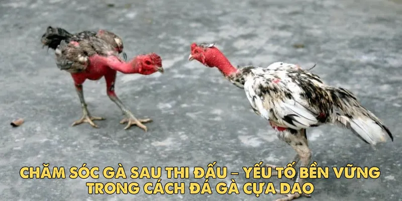Tìm hiểu về cách đá gà cựa dao cho người mới bắt đầu tại EV88 5 Chăm sóc gà sau thi đấu – yếu tố bền vững trong cách đá gà cựa dao