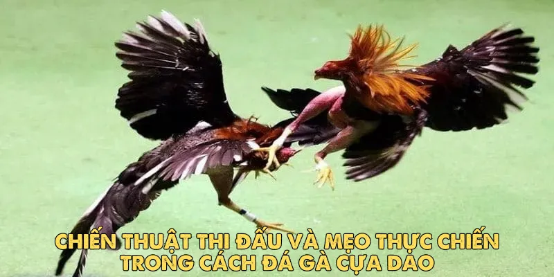 Tìm hiểu về cách đá gà cựa dao cho người mới bắt đầu tại EV88 3 Chiến thuật thi đấu và mẹo thực chiến trong cách đá gà cựa dao
