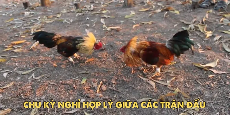 Tìm hiểu về cách đá gà cựa dao cho người mới bắt đầu tại EV88 4 Các chiến thuật phổ biến khi đá gà cựa dao