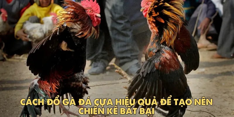 Cách đổ gà đá cựa hiệu quả để tạo nên chiến kê bất bại