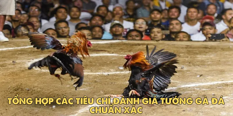 Tổng hợp các tiêu chí đánh giá tướng gà đá chuẩn xác